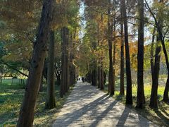 -上海滨江森林公园