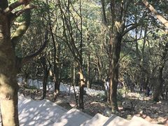 -银瓶嘴森林公园