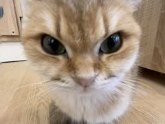 -有喵·猫咖·狗咖·30几只猫10只小狗(岗厦店)