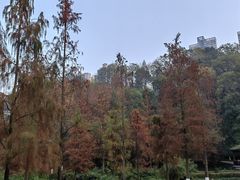 -重庆彩云湖湿地公园
