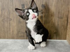 -小猫来了·猫舍(红山六九七九店)