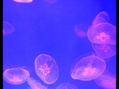 水母-福州罗源湾海洋世界旅游区