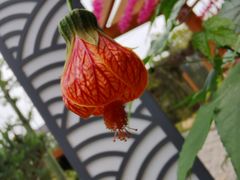 -广州神农草堂中医药博物馆