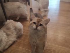 -有喵·猫咖·狗咖·30几只猫10只小狗(岗厦店)