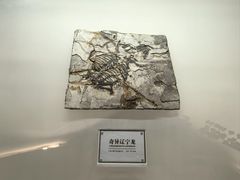 -辽宁古生物博物馆