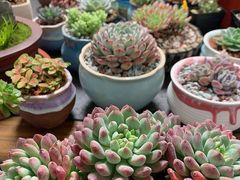 -龙大花卉苗木市场