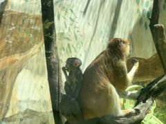 -青藏高原野生动物园