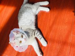 -瑞派长江宠物医院·猫科·外科·24小时夜护(谊城公寓分院)