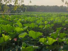 -长春市南湖公园