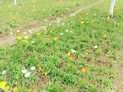 -艾溪湖湿地公园