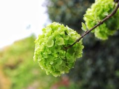 -桃花岛景观公园