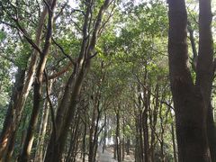 -火炉山森林公园