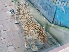 -青藏高原野生动物园
