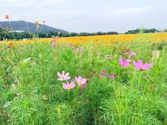 -长广溪湿地公园
