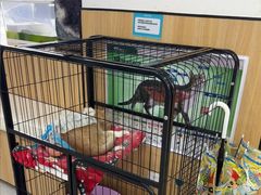 -瑞派长江宠物医院·猫科·外科·24小时夜护(谊城公寓分院)
