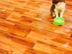 -猫小院猫主题咖啡厅(北锣店)