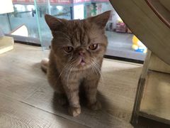 -more than meow吴止猫主题餐厅(承德 中船汇店)