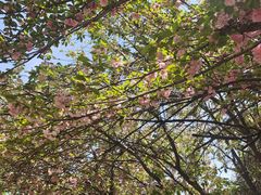 -洛阳市隋唐城遗址植物园