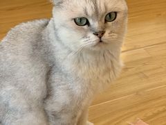 -喵八撸猫馆