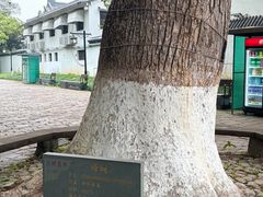 -江心屿景区
