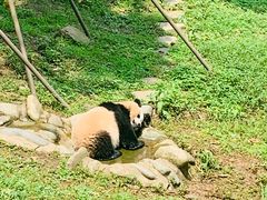 -都江堰中华大熊猫苑
