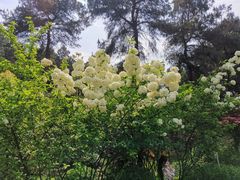 -铁山坪森林公园