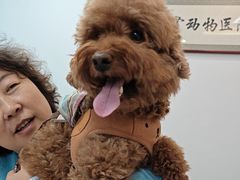 -北京观赏动物医院·24小时大型综合·猫专科·异宠专科