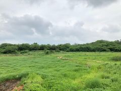 -盘龙城国家考古遗址公园