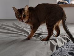 -北京观赏动物医院·24小时大型综合·猫专科·异宠专科