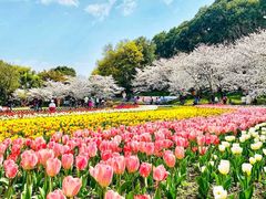 -苏州上方山国家森林公园