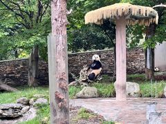 -卧龙中华大熊猫苑神树坪基地