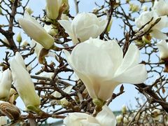 -中国中医科学院西苑医院(本部)