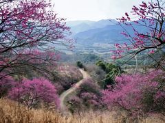 -新建村梅花
