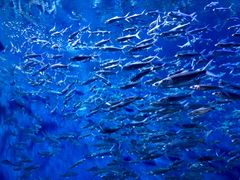 -成都浩海立方海洋公园