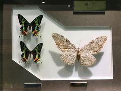 -上海昆虫博物馆