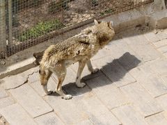 -青藏高原野生动物园