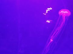 -临沂极地海洋王国
