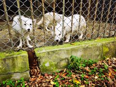 -哈尔滨北方森林动物园