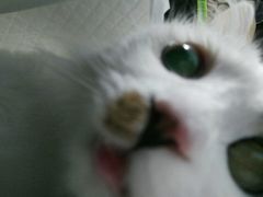 -纳吉亚猫专科动物诊疗中心(蒋宅口分院)