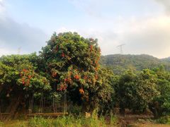 -广州市石门国家森林公园