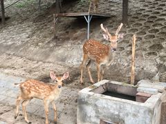 -北京鹿世界主题园