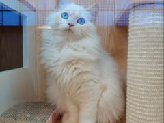 -山宅一喵德文卷毛猫舍