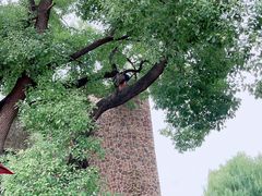 -J Create城市露营咖啡·简餐·宠物(上海动物园店)