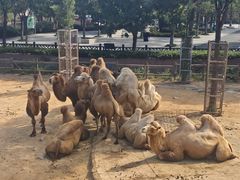 -石家庄市动物园