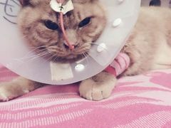 -北京博爱动物医院有限公司