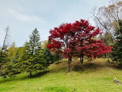 -老秃顶草原景区
