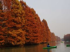 -上海海湾国家森林公园