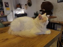 -平行世界·猫咖(首经贸店)