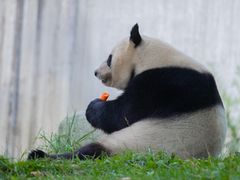 -卧龙中华大熊猫苑神树坪基地