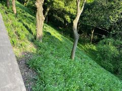 -西湖风景区-江洋畈生态公园